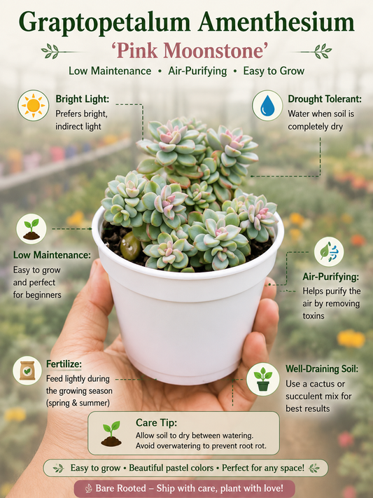 Graptopetalum Amenthesium - Pink Moonstone