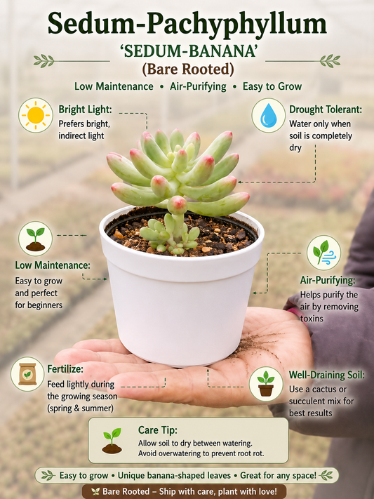 Sedum-Pachyphyllum - SEDUM-BANANA (Bare Rooted)