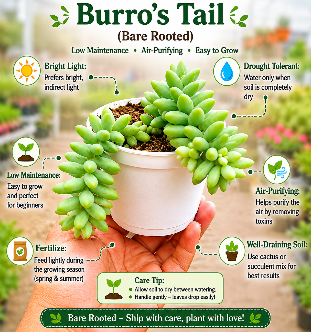 Burro’s Tail