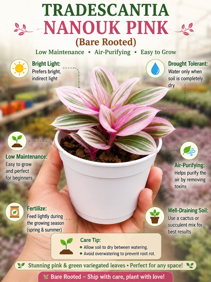 TRADESCANTIA NANOUK PINK (Bare Rooted)