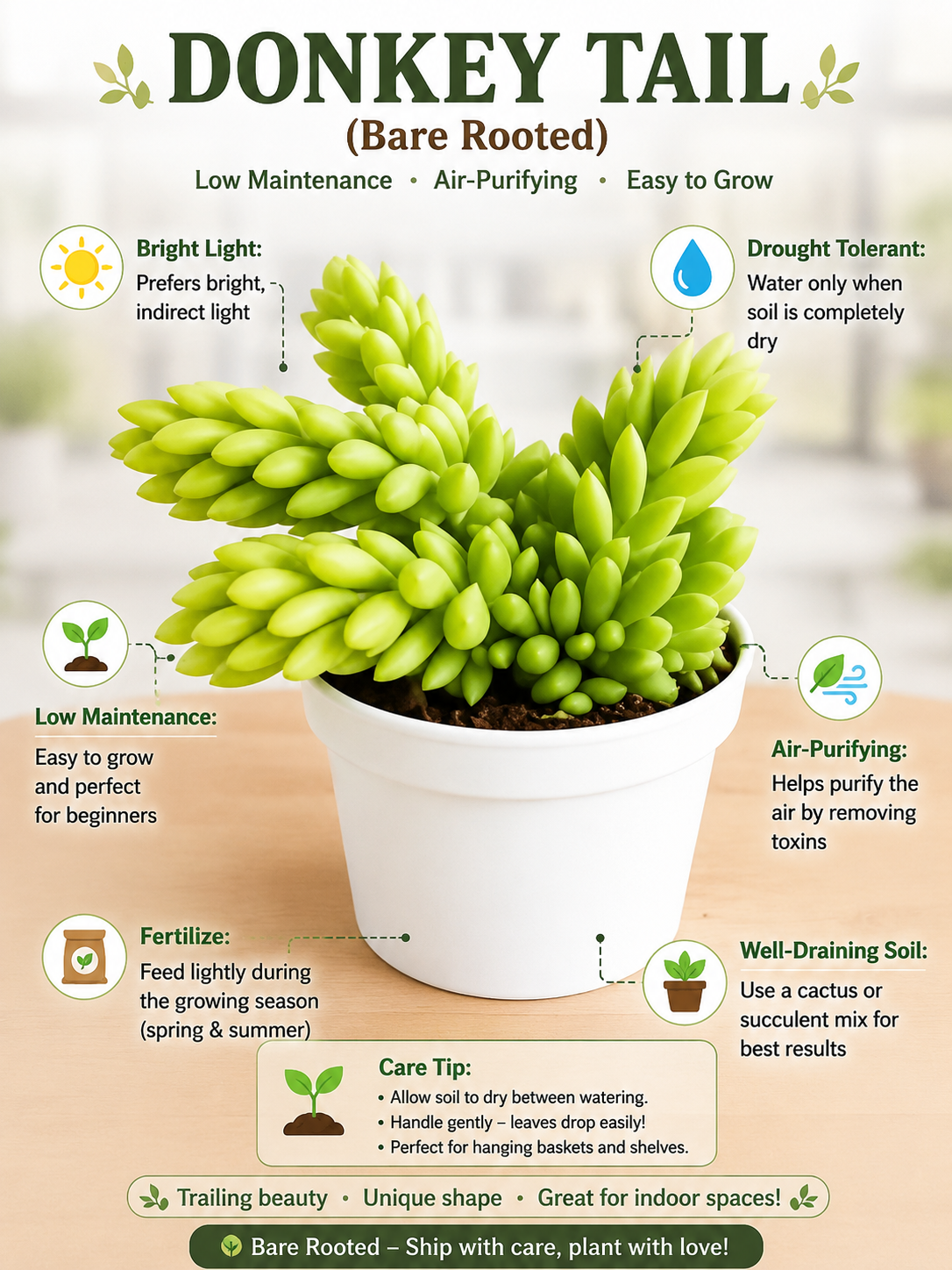 Donkey Tail (Bare Rooted)
