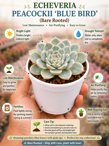 Echeveria Peacockii - Blue Bird