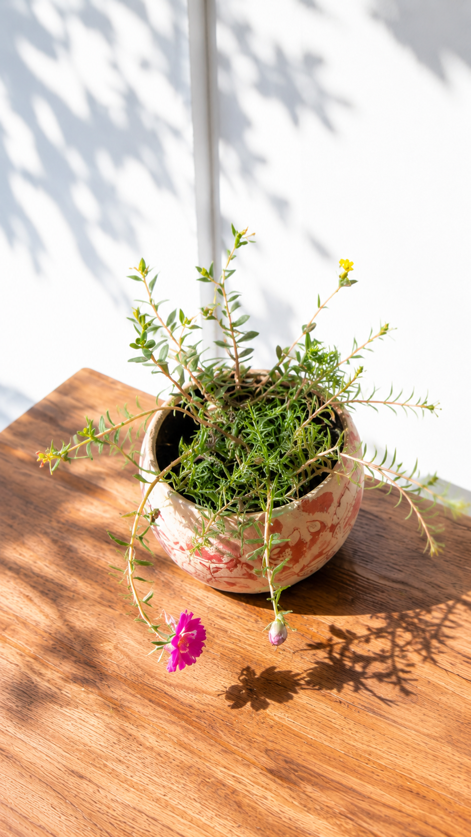 Portulaca Plant