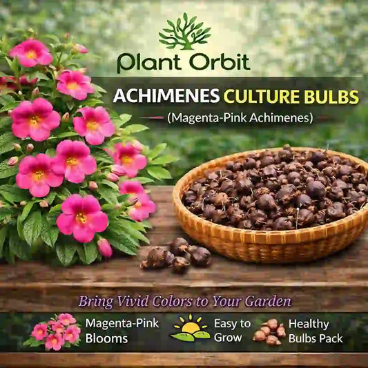 Achimenes Pink Bulb