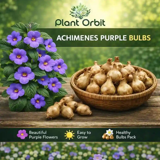 Achimenes Purple Bulb