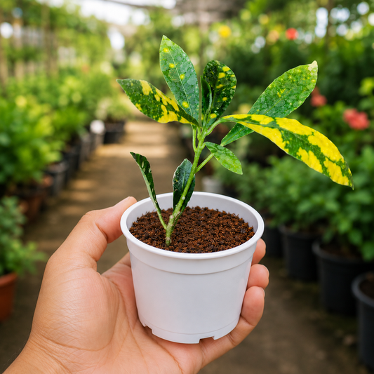 Nimbu Croton Sapling ( Bare-rooted )