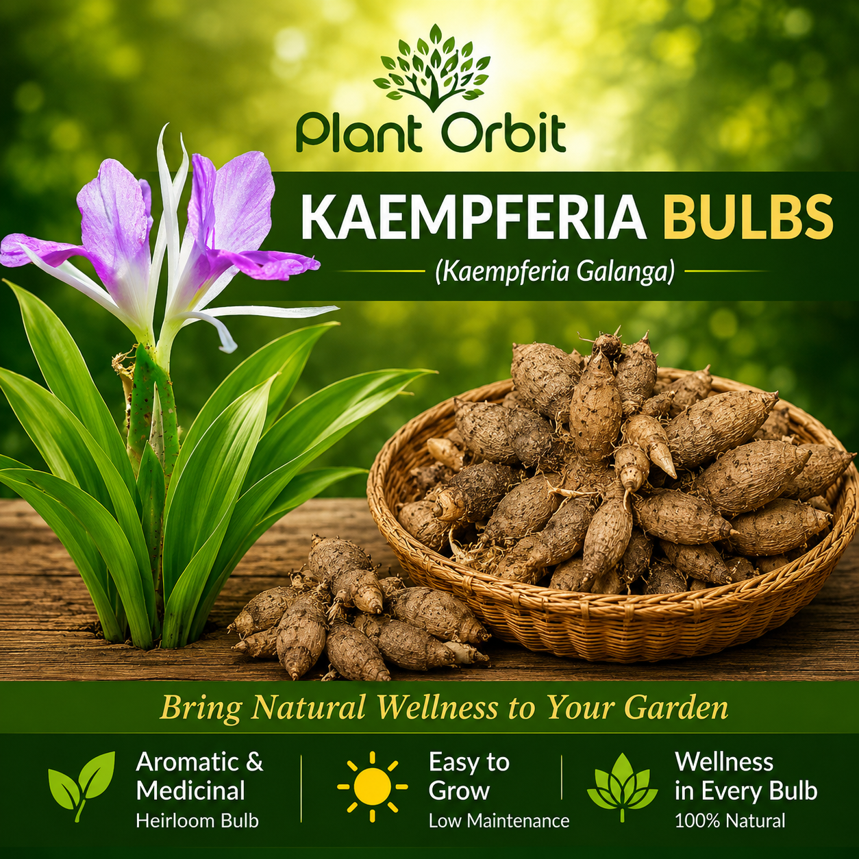 Kaempferia bulb