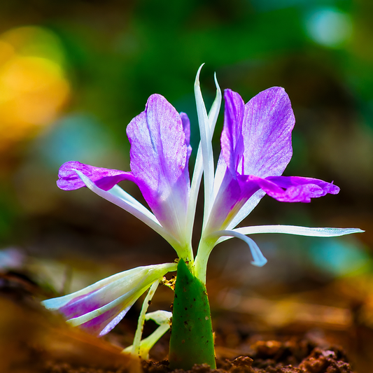 Kaempferia bulb