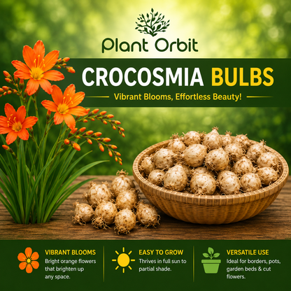 Crocaosmia bulb