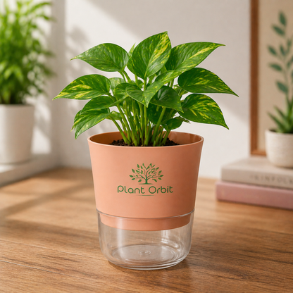 Peach Orange Self Watering Pot