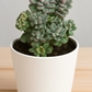 Graptopetalum Amenthesium - Pink Moonstone