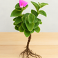 Tradescantia Silamontana Webbed Leaves (Bare Rooted)