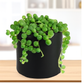 Senecio rowleyanus String of pearls (Bare Rooted)