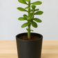 Crassula Jade plant (Kubber plant)