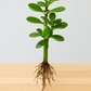 Crassula Jade plant (Kubber plant)