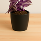 Tradescantia zebrina (Bare Rooted)