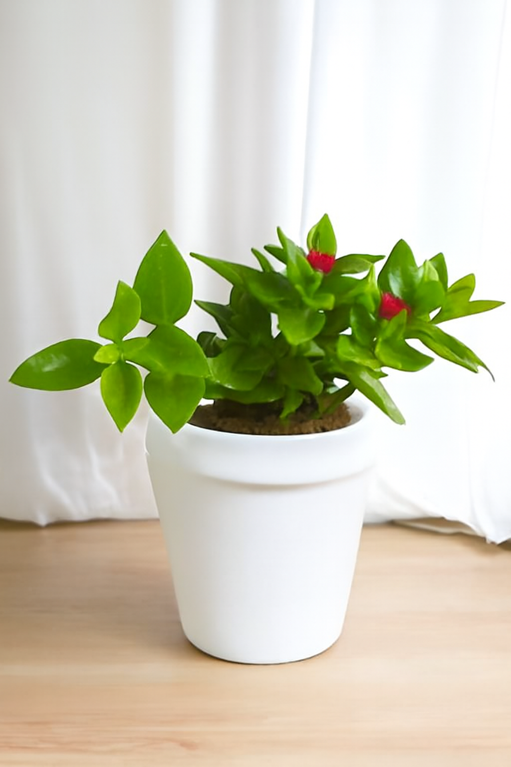 Baby Sunrose (Bare Rooted)