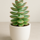Crassula Thyrsiflora