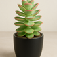 Crassula Thyrsiflora