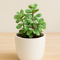 Yellow Elephant Bush (Portulacaria afra)