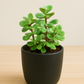 Yellow Elephant Bush (Portulacaria afra)