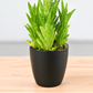 Juvenna Tiger tooth aloe (Bare Rooted)