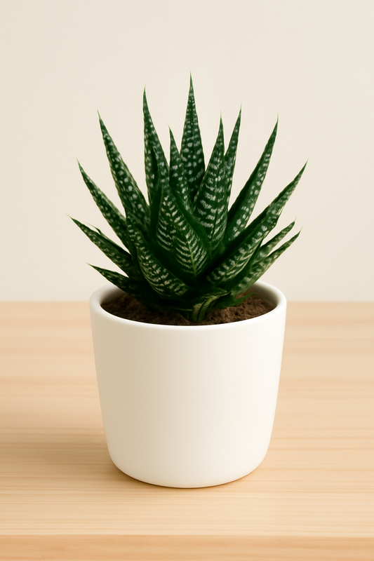 Aloe Aristata (Bare Rooted)
