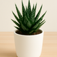 Aloe Aristata (Bare Rooted)