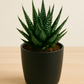 Aloe Aristata (Bare Rooted)