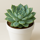 Echeveria Elegans Hybrid(Bare Rooted)