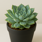 Echeveria Elegans Hybrid(Bare Rooted)