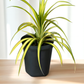 SPIDER PLANT AIR PURIFIER (BARE ROOTED)