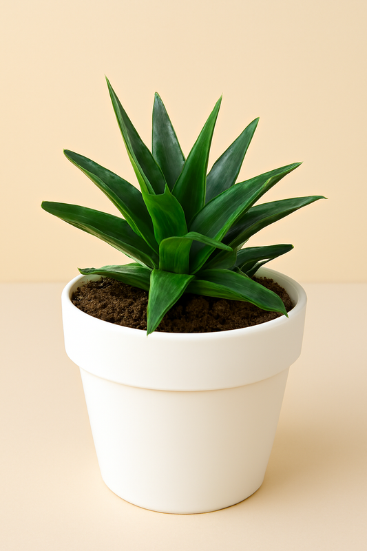 Aloe Wansley Green