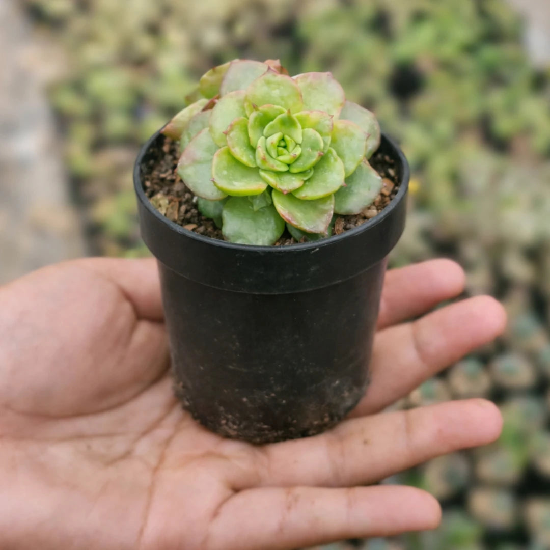 Sedeveria letizia