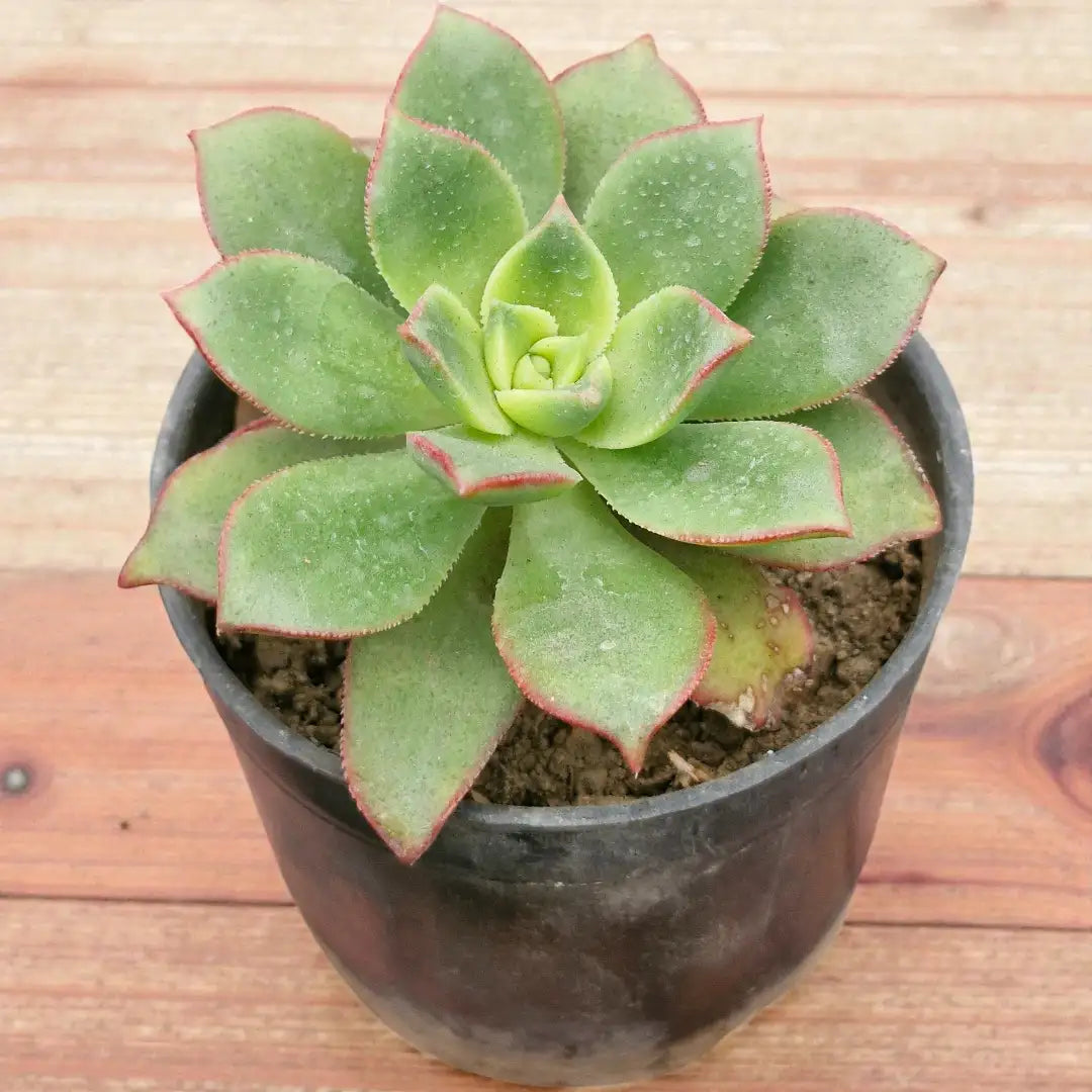 Aeonium Kiwi (Bare Rooted)