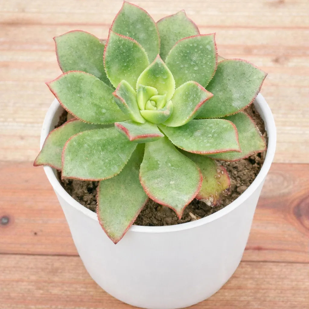 Aeonium Kiwi (Bare Rooted)