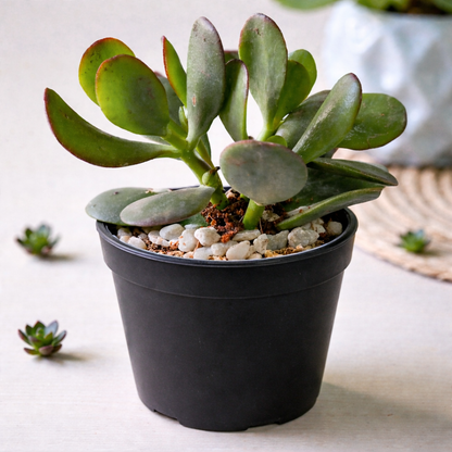 Crassula Jade plant (Kubber plant)