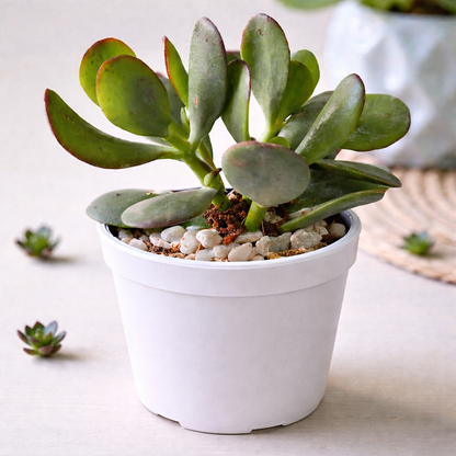 Crassula Jade plant (Kubber plant)