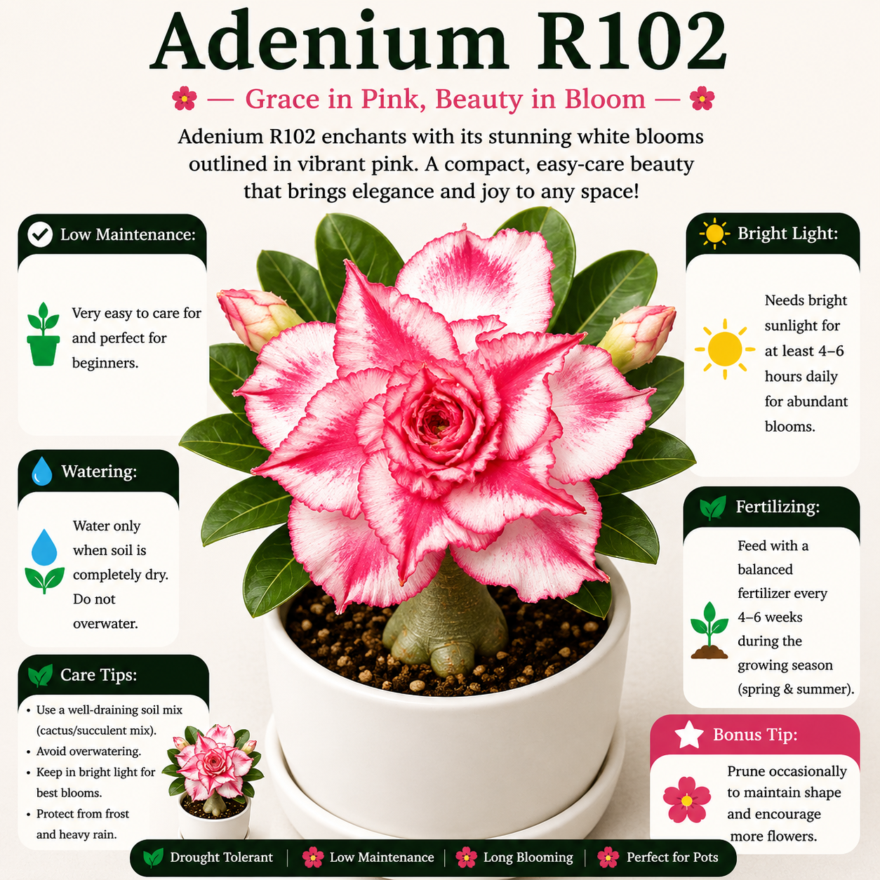 Adenium R100