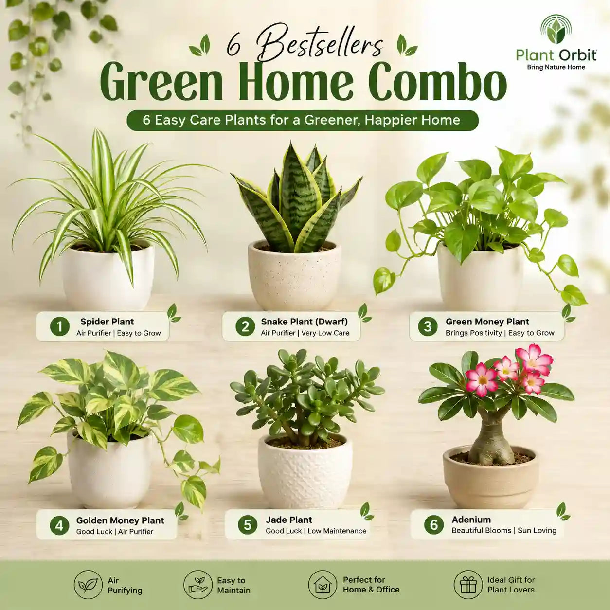 Pack of 6 bestseller Green Combo