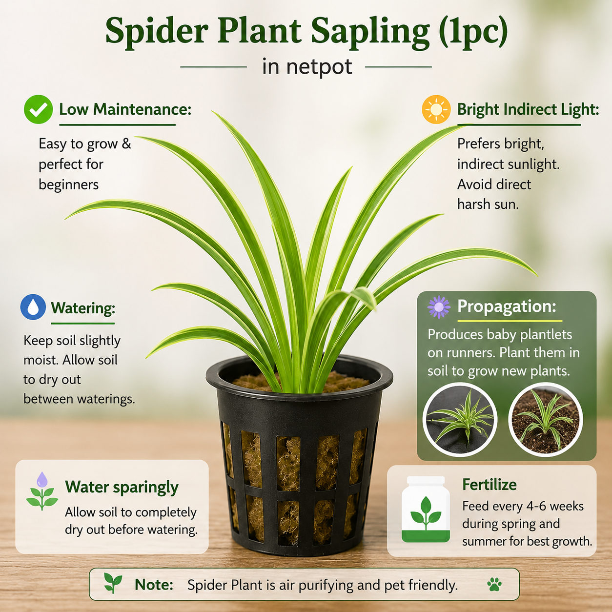 Spider Plant Sapling