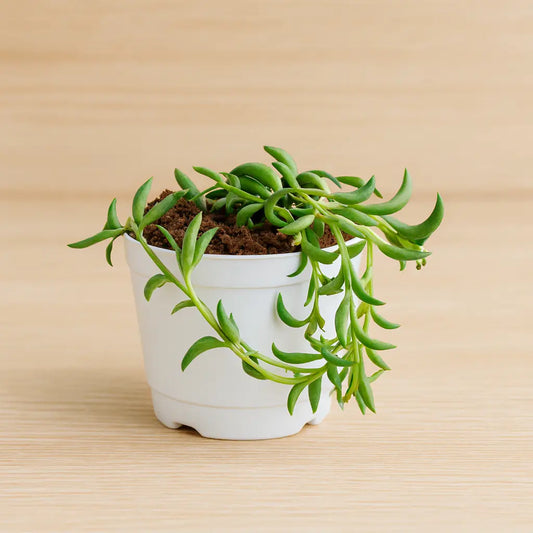 Senecio citriformisis (String of tears) (Bare Rooted)