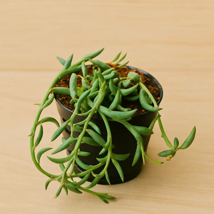 Senecio citriformisis (String of tears) (Bare Rooted)
