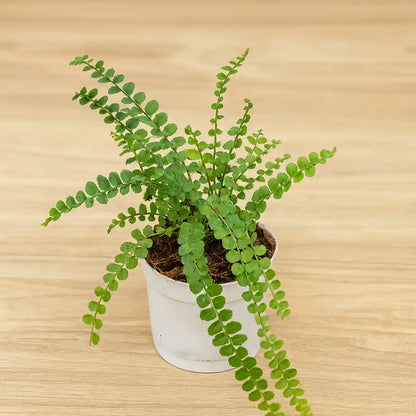Bottle Fern