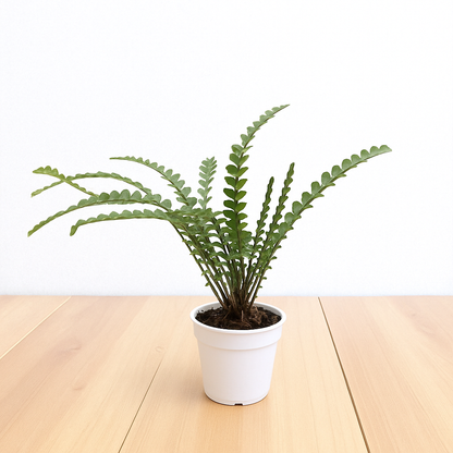 Golden Fern Plant