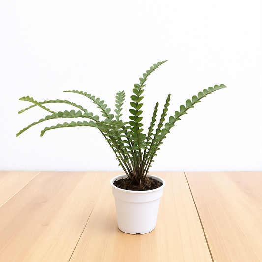 Golden Fern Plant