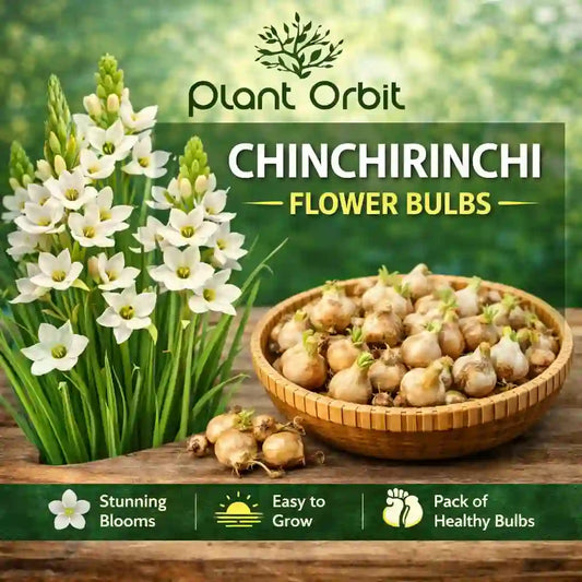 Advertisement for Chinchirinchi flower bulbs by Plant Orbit with flowers and bulbs on a wooden surface.