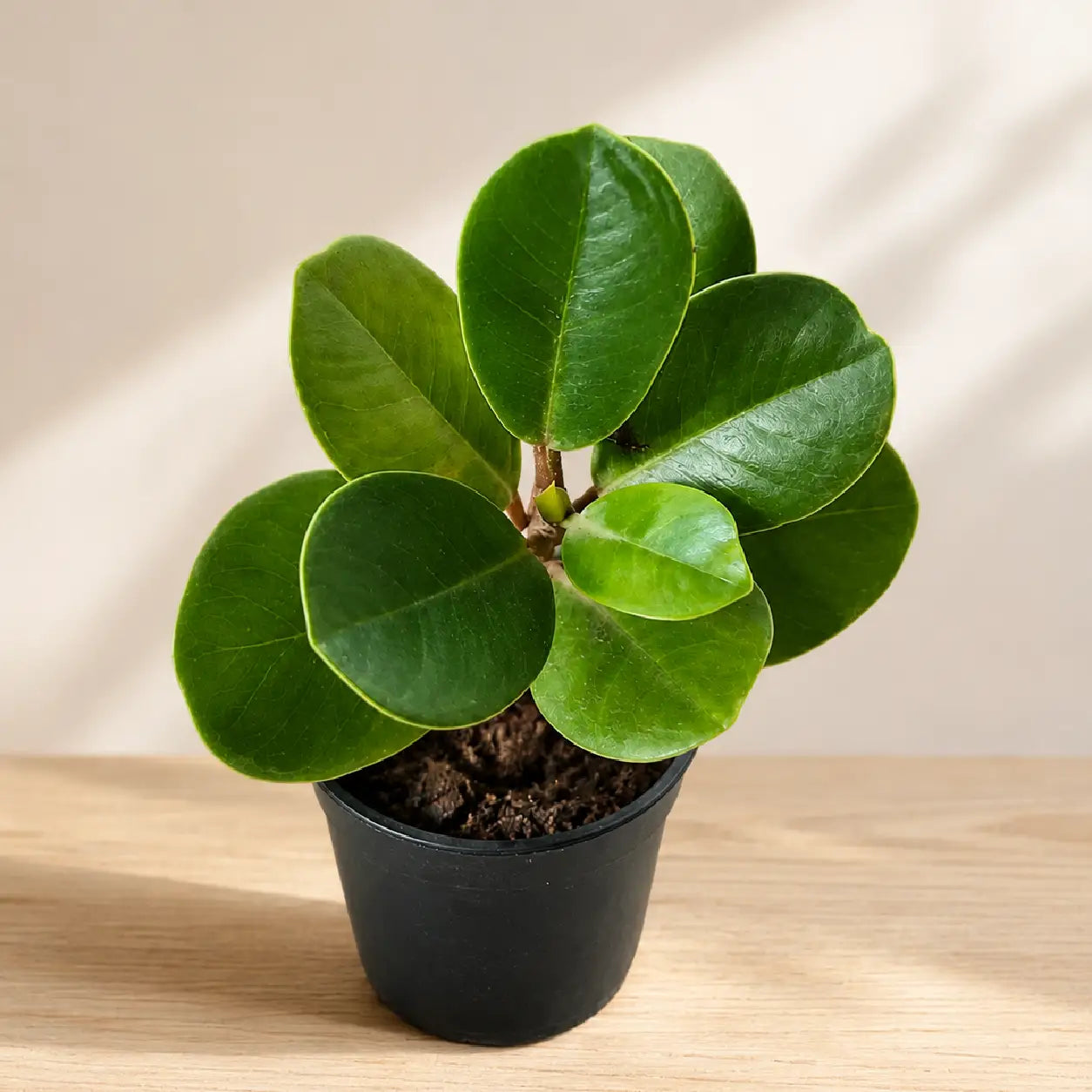 A small potted Chinese Bot Plant with glossy green oval leaves in a black nursery pot.