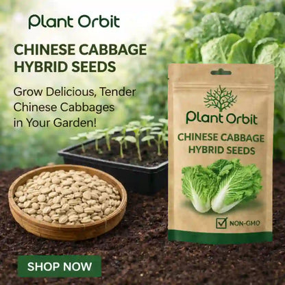 Plant Orbit Chinese Cabbage hybrid seeds packaging with seeds and seedlings in the background.