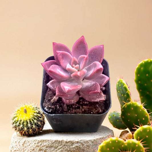 Chocolate Sedum succulent with vibrant pinkish-purple leaves, ideal for unique indoor decor.